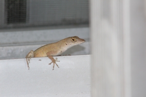 Lizard